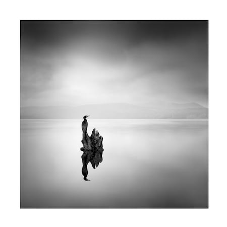 George Digalakis 'Cormorant 2' Canvas Art, 35x35